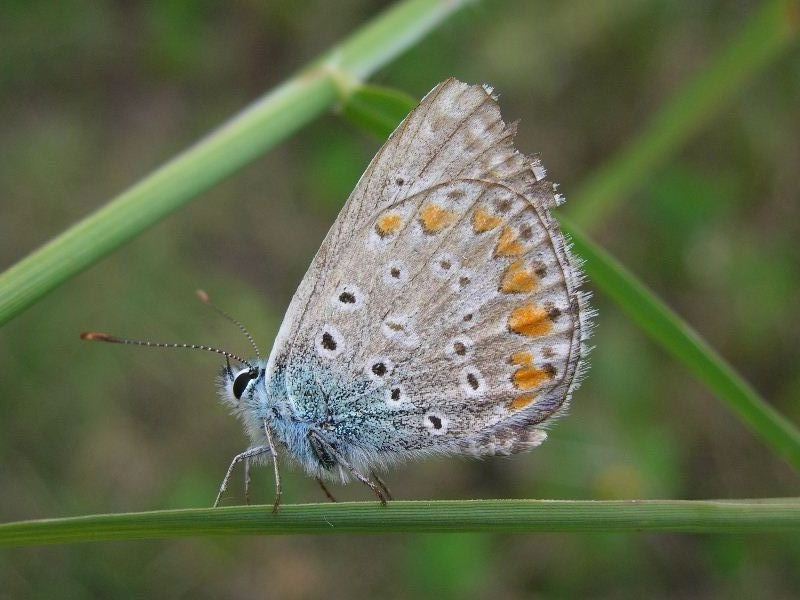 Lycaenidae 1 - Polyommatus icarus